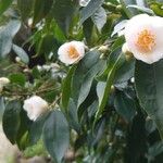 Camellia japonica Flower