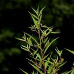 Ludwigia erecta Other