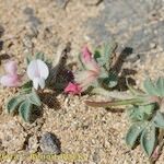 Lotus glinoides Other