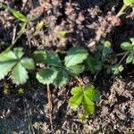 Potentilla anglica Folla