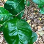 Randia aculeata Leaf