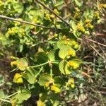 Euphorbia serrata Leaf