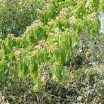 Albizia gummifera Habit