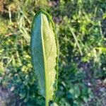 Mummenhoffia alliacea Blad