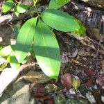 Pilocarpus racemosus Leaf