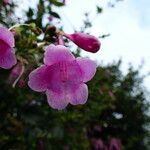 Strobilanthes hamiltonianus Flower