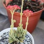 Crassula mesembryanthoides Hostoa