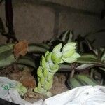 Sedum morganianum Ліст