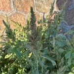 Amaranthus retroflexus Blomst