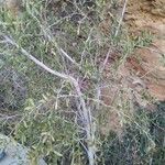 Gymnosporia senegalensis عادت داشتن