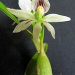 Prosthechea abbreviata Іншае