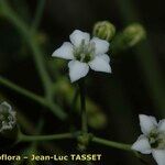 Thesium pyrenaicum Fleur