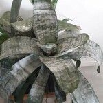 Aechmea fasciata List