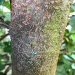 Parrotia subaequalis Corteza