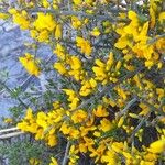 Genista scorpius