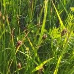 Carex hostiana Kvet
