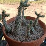 Cylindropuntia imbricata Leaf