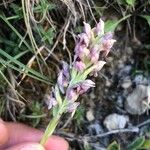 Anacamptis coriophora Květ