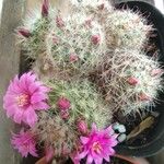 Mammillaria zeilmannianaBlatt