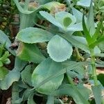 Kalanchoe marmorata Характер