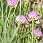 Polygala longicaulis Hábito