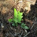 Mahonia aquifolium Leht