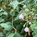 Zenobia pulverulenta Flower