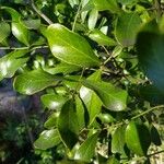 Dermatophyllum secundiflorum Leaf