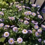 Aster spathulifolius Çiçek