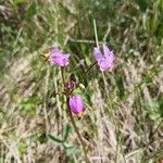 Primula pauciflora Kvet