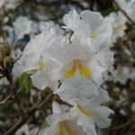 Tabebuia roseoalba Blüte