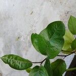 Piper tuberculatum Blad