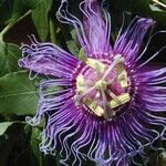 Passiflora cincinnata Cvet