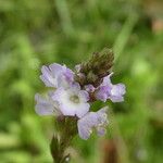 Verbena officinalis Květ