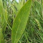 Sagittaria lancifolia Blad