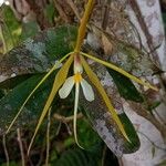 Epidendrum nocturnum Flower