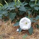 Datura innoxia Flor