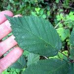 Rubus montanus Blatt