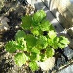 Moluccella laevis Levél