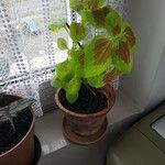 Coleus decurrens Frunză