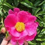 Paeonia officinalisFlor