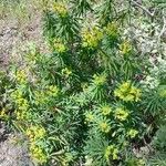 Euphorbia dendroides Habit