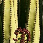 Euphorbia canariensis Fleur