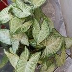 Syngonium podophyllum葉