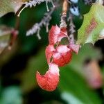 Berberis darwinii Feuille