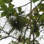 Tillandsia recurvata Blad