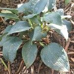 Hosta longipes Blatt