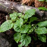 Circaea alpina Habitatea