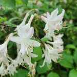 Rhododendron atlanticum 花