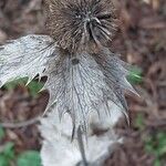 Eryngium giganteum Leaf